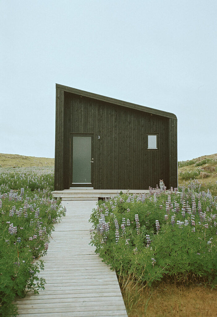 Tiny home Airbnb found during their stay in Iceland. Surrounded by the well known wild flower in Iceland. 