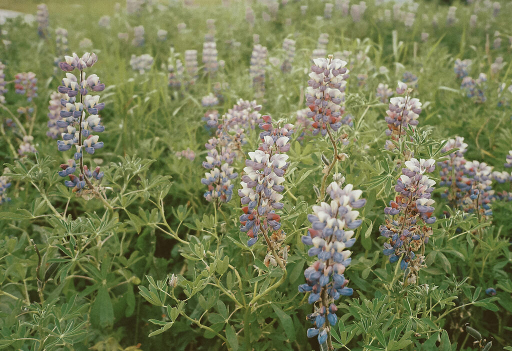 Pretty purple flowers known as Lupines found throughout Iceland. 